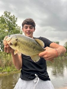 Largemouth Bass