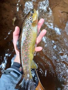 Brown Trout