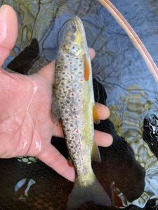 Brown Trout
