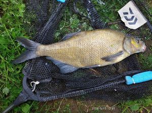 Common Bream