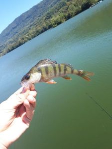 European Perch