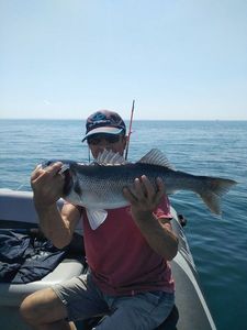 European Bass (Seabass)