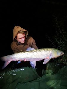 Grass Carp