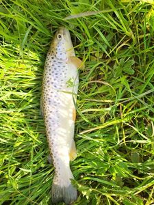 Brown Trout