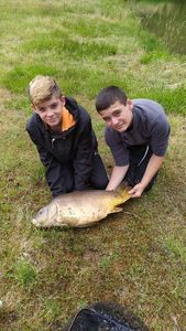 Common Carp