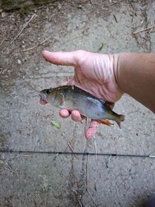 European Perch