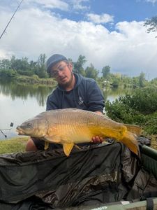 Mirror Carp