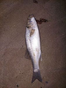European Bass (Seabass)
