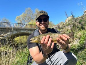 Brown Trout