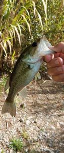 Largemouth Bass