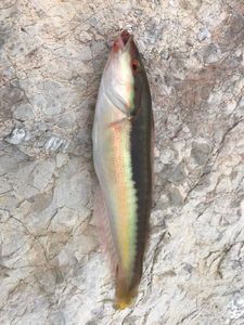 Mediterranean Rainbow Wrasse