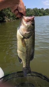 Largemouth Bass