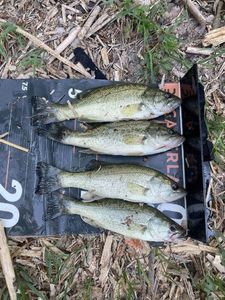 Largemouth Bass