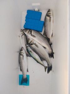 European Bass (Seabass)