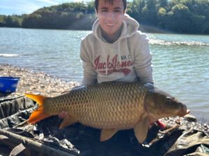 Common Carp