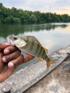 European Perch