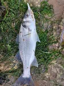 European Bass (Seabass)
