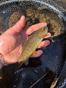 Brown Trout