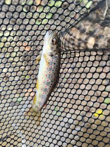 Brown Trout