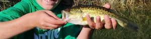 Smallmouth Bass