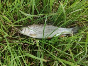 Rainbow Trout