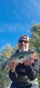 Largemouth Bass