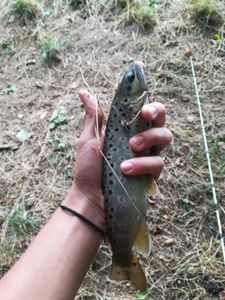 Brown Trout
