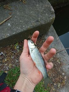 Chub