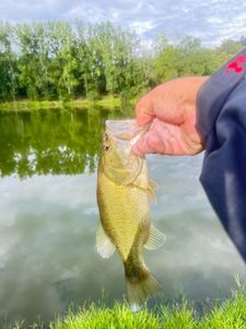 Largemouth Bass