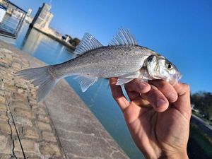 Spotted Seabass