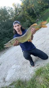 Northern Pike