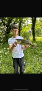 Largemouth Bass