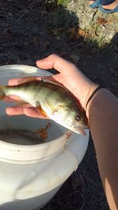 European Perch