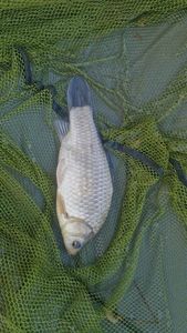 Crucian Carp