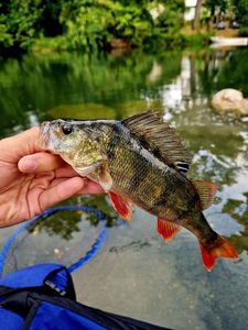 European Perch