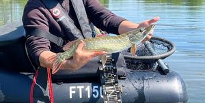 Northern Pike
