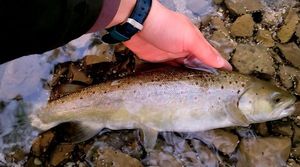 Brown Trout