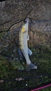 Zander