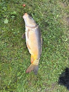 Mirror Carp