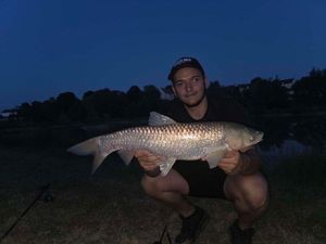 Grass Carp