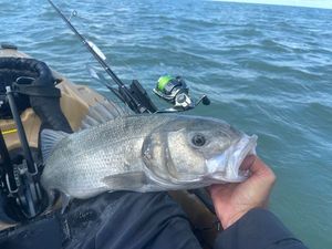 European Bass (Seabass)