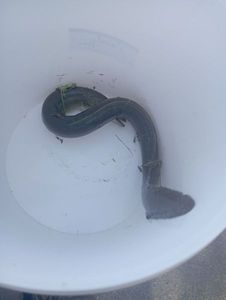 European Eel (Common Eel)