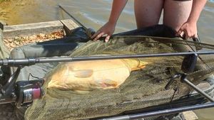 Mirror Carp