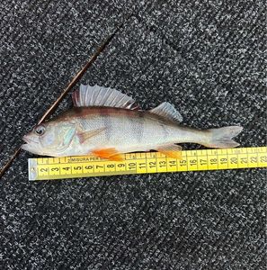 European Perch