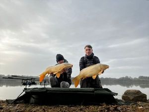Common Carp