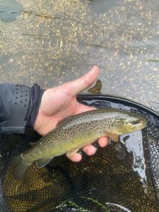 Brown Trout