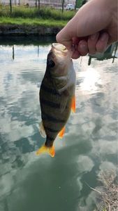 European Perch