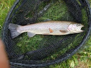 Rainbow Trout