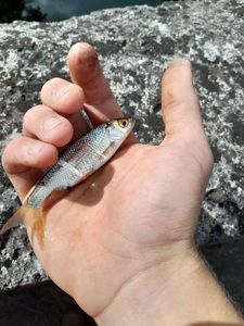 Roach