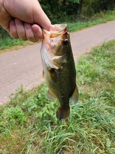 Largemouth Bass